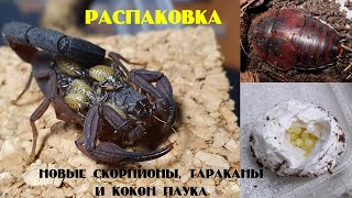 Скорпионы Tityus magnimanus. Тараканы Hemiblabera brunneri. Забор кокона у Chilobrachys Vietnam Blue