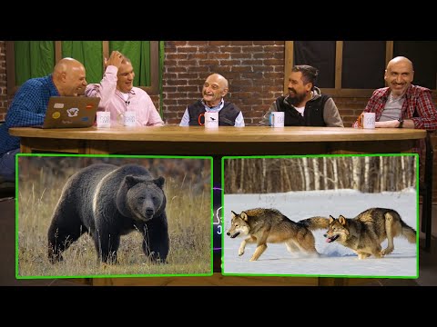 როგორ დაიცვეს მგლებმა დათვისგან (იასონ ბადრიძე) 🐺