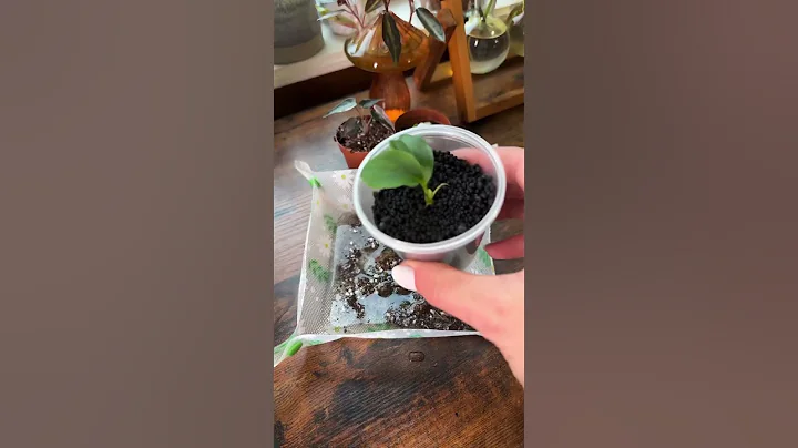 Relax & repot some tiny plants with me. 🥹 #houseplants #tinyplants #repotting #plantcare #asmr