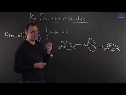 Биология | Тип Моллюски, классы Брюхоногие моллюски и Головоногие моллюски
