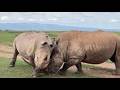 🦁 TSAVO UNTAMED: Ultimate Collection of Raw &amp; Rare Wildlife Sightings! 🇰🇪😱 AFRICA'S MOST DANGEROUS