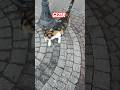 Cat Tarif Kedi Sokakkedisi Pets Kitten Funny Love Pişik Cute