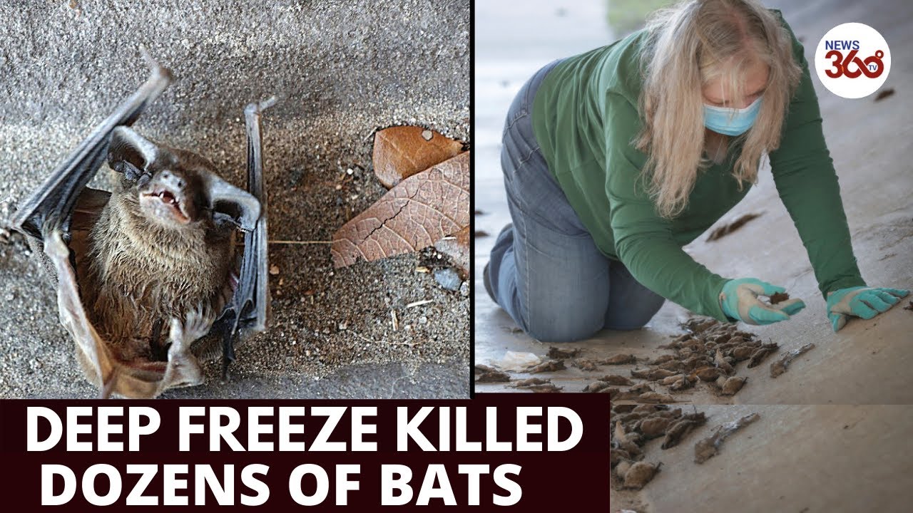 Deep freeze killed dozens of bats in Texas News 360 Tv YouTube