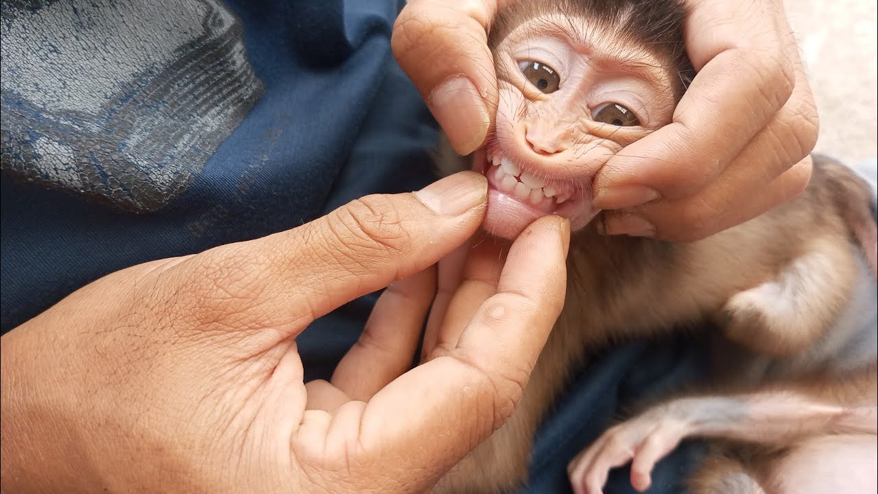 Вот так я всегда слежу за развитием маленьких обезьянок, о которых забочусь.