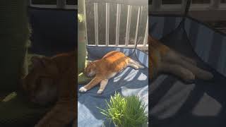 Cat Sunbathing