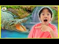 Ryan  Learns Alligator Facts for Kids! | Educational Video with Ryan's World