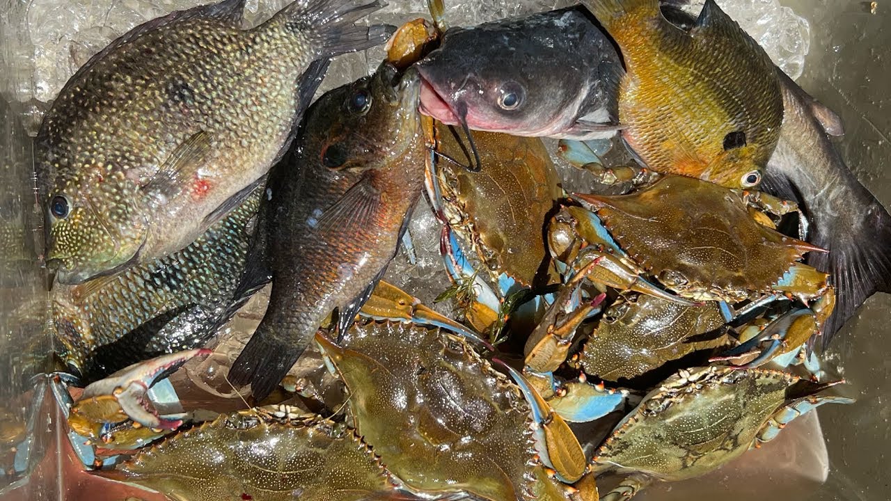 Stacking Up JUMBO BLUE CRABS with Nets (CATCH AND COOK) 