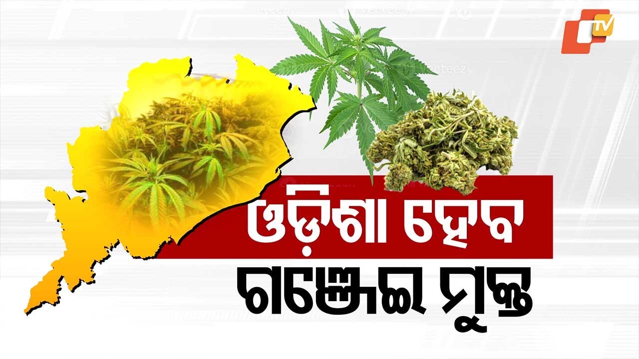 Odisha Begins Statewide Action to Make It Cannabis-Free, Says Excise Minister