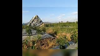 Instrumental jamuran,cublak2 suweng