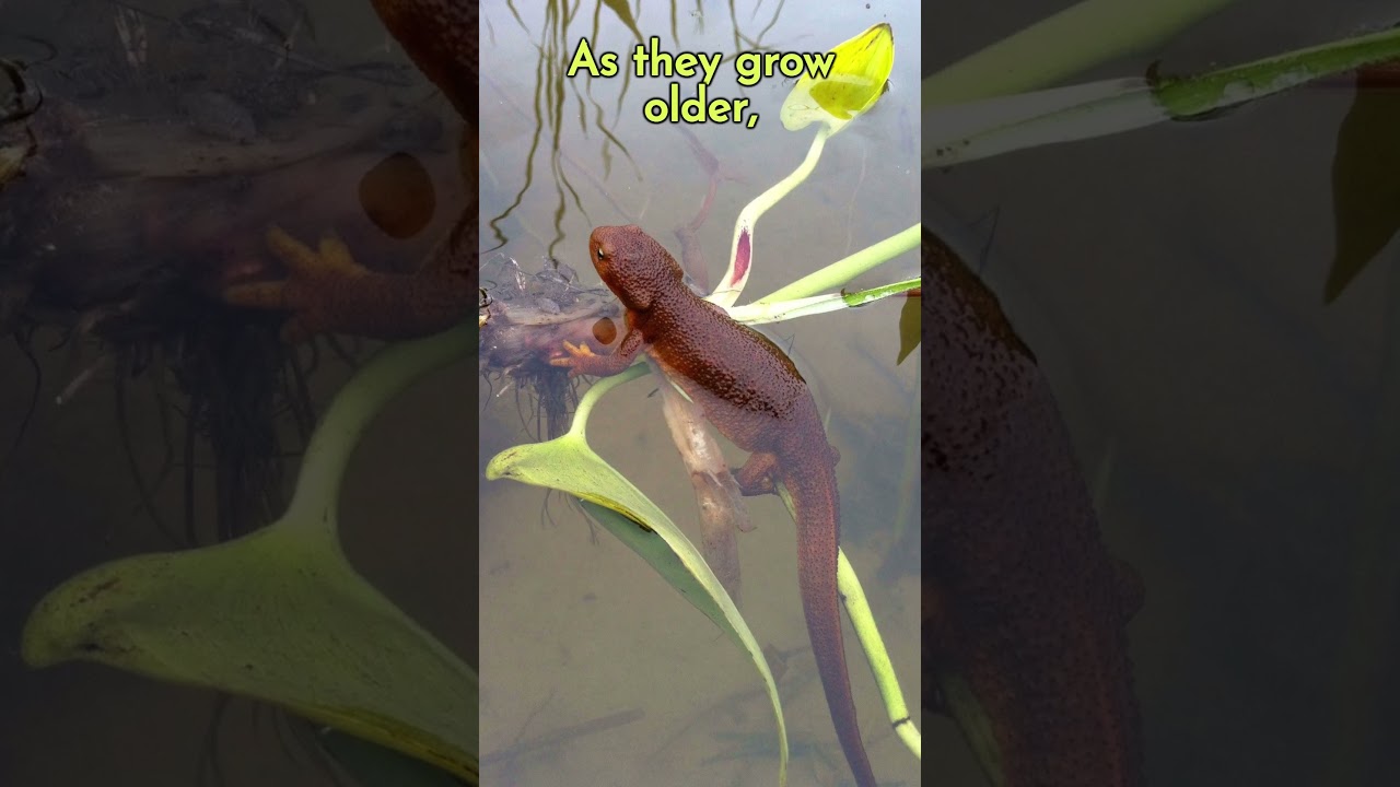 Newts and Their Regeneration Superpower 