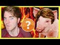 SHANE DAWSON IS A PIG? - CONSPIRACY THEORY