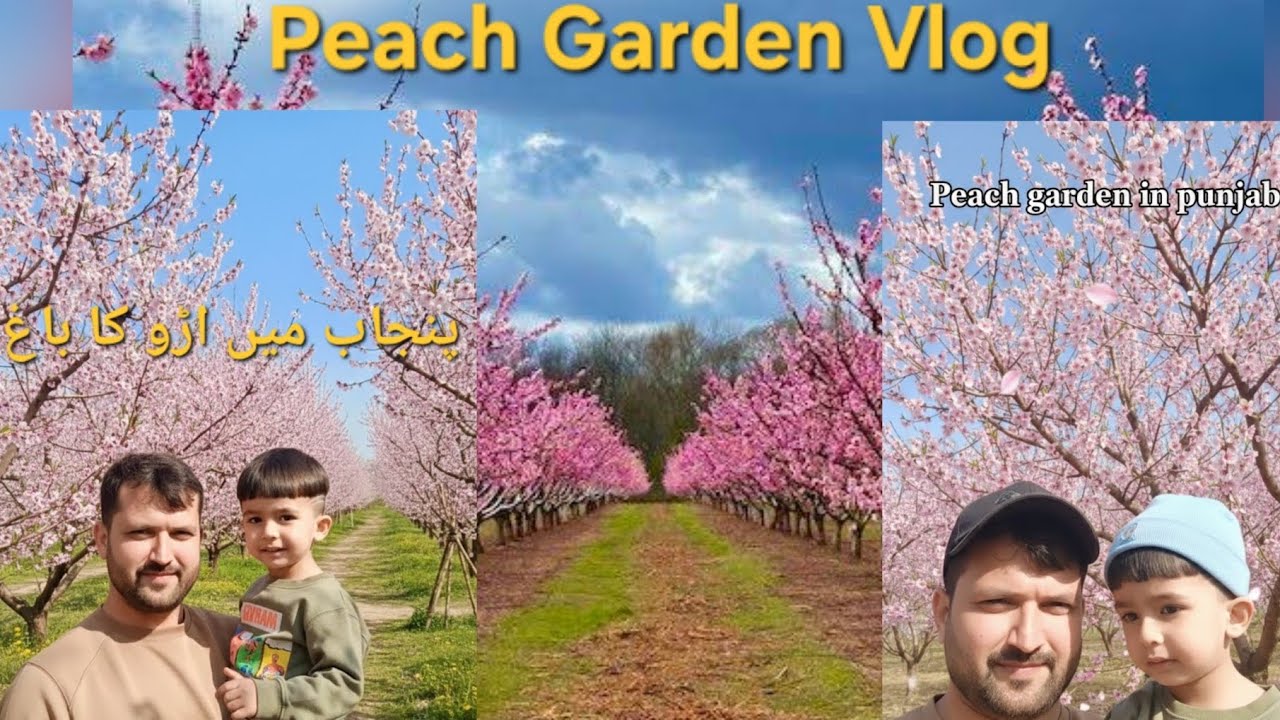 لاہور کے قریب موجود اڑو کے باغ کی سیر|Peach garden in punjab|  #peach garden #vlog of my #village  