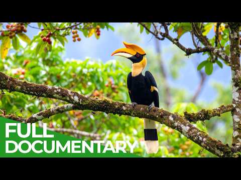 Wild Borneo A Spectacular Journey Into The Oldest Tropical Rainforest Free Documentary Nature 