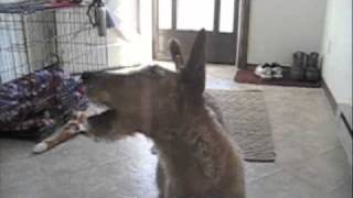Bacon Flavored Bubbles: World's Fastest Bubble Eating Dog