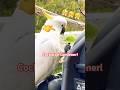 The FUNNIEST PARROTS On The Planet! 🤣 Funny Birds Video #funny #birds