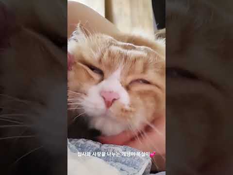 집사와 사랑을 나누는 #개냥이 <strong>복실이</strong>💕 #고양이