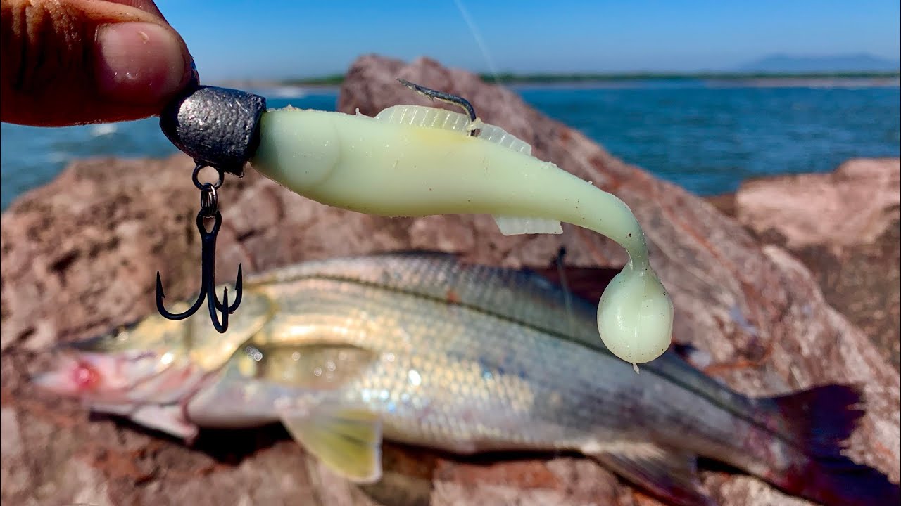 Pesca de RÓBALOS de ORILLA, como pescar con PLÁSTICOS