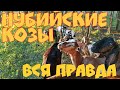 АНГЛОНУБИЙСКИЕ КОЗЫ: плюсы и минусы, особенности содержания и нюансы породы