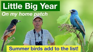 Little Big Year Episode 9:  Great summer birding on my home patch!