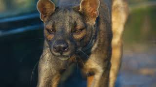 Madagascar's Mysterious Marvel  The Fossa!