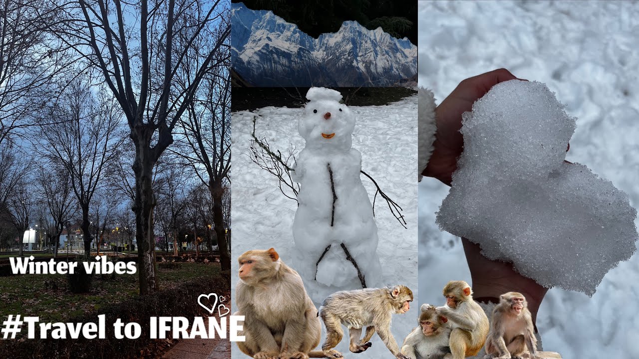 Travel to #ifrane in Morocco 🇲🇦 سفر إلى سويسرا المغرب #إفران 🤍🔋❄️☃️🌨️