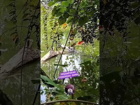 PENAMPAKAN BUAYA RAKSASA