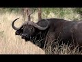 Travel to botswana with chris dorsey for cape buffalo on sporting classics tv  season 5  episode 9