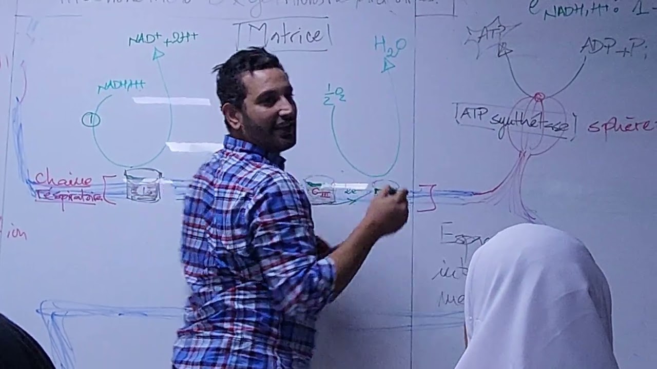 Phosphorylation oxydative 10-2024
