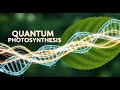Quantum Biology of Photosynthesis: Superposition in Action  | Quantum Biology