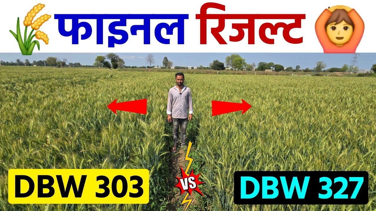 गेहूं वैरायटी DBW 303 और DBW 327 में फाइनल रिजल्ट देख लो, आंखें खुल जाएंगी | जमीन आसमान का अंतर 🙆🌾