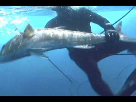 Spearfishing Almaco Jack.