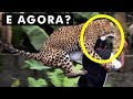 5 dicas para SOBREVIVER a um ataque de ANIMAL SELVAGEM