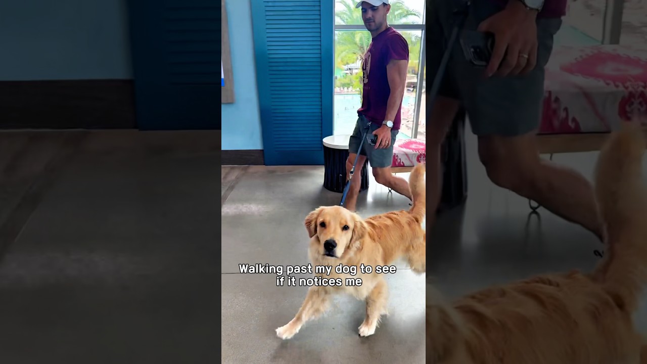 Walking past my dog to see if it notices me🚶 #fyp #dog #animal #walk #mom