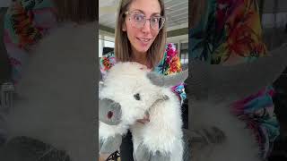 Weighted heated stuffed animal #tiktokshopcreatorpicks #tiktokshoprestock #tiktokshopstockup