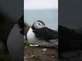 Puffins in Iceland Are Back — What Makes Them So Special? #travel #iceland #puffins #wildlife