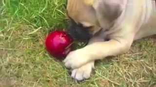 Puppy playing with an apple by AnimalsReview 16,657 views 9 years ago 1 minute, 2 seconds
