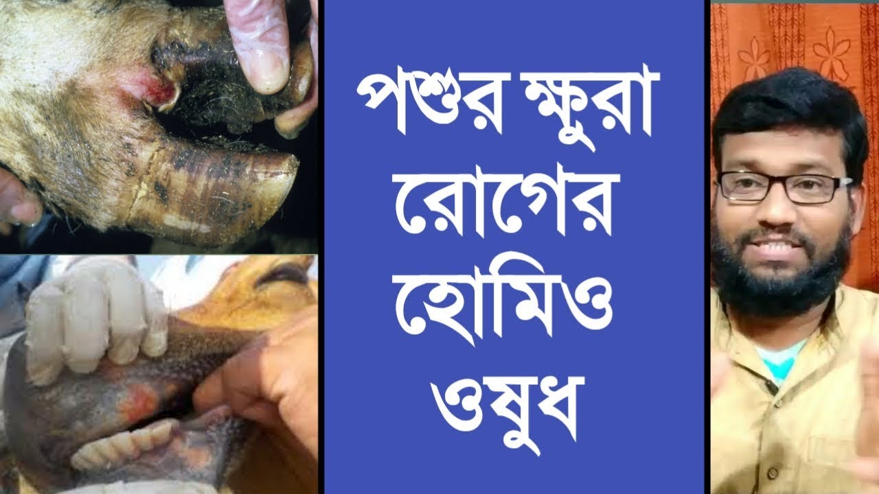 পশুর ক্ষুরা রোগের হোমিও ওষুধ | foot and mouth diseases of animal homeopathic medicine in Bengali