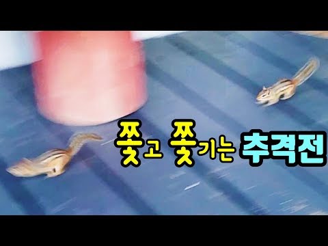 쫓고 쫓기는 추격전 : 빛의 속도로 달리는 다람쥐들 Chasing Chipmunks At <strong>Speed</strong> <strong>Of</strong> <strong>Light</strong>