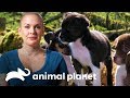 Familias adoptan a los cachorros de Eggo | Amanda al rescate | Animal Planet