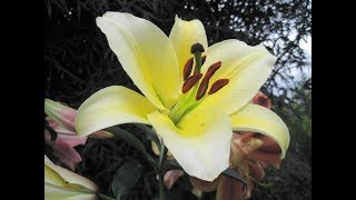 Planting lily bulbs in pots and control of lily beetle