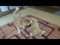【柴犬と猫】仲良くケンカ!?届かないぱんちの燐五(りんご)は手加減の達人だった #short