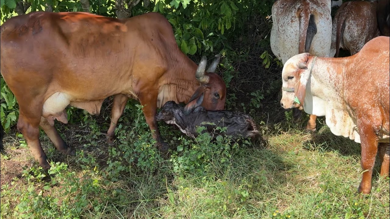 Mira 😱 que fue lo que tuvo la granadilla no te lo pierdas 