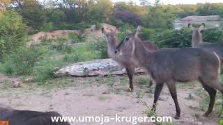 Waterbuck bless - a virtual safari from Umoja Kruger