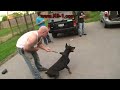 Doberman Attack Training (K9-1.com)