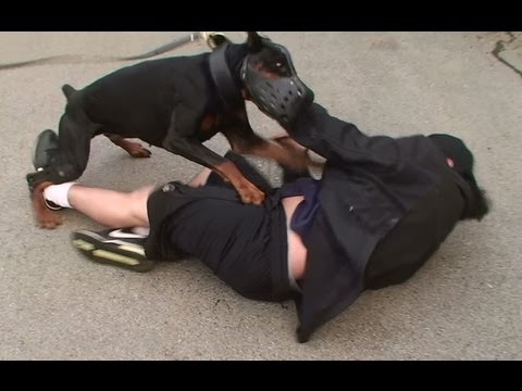 Video: Hvordan Trene En Doberman