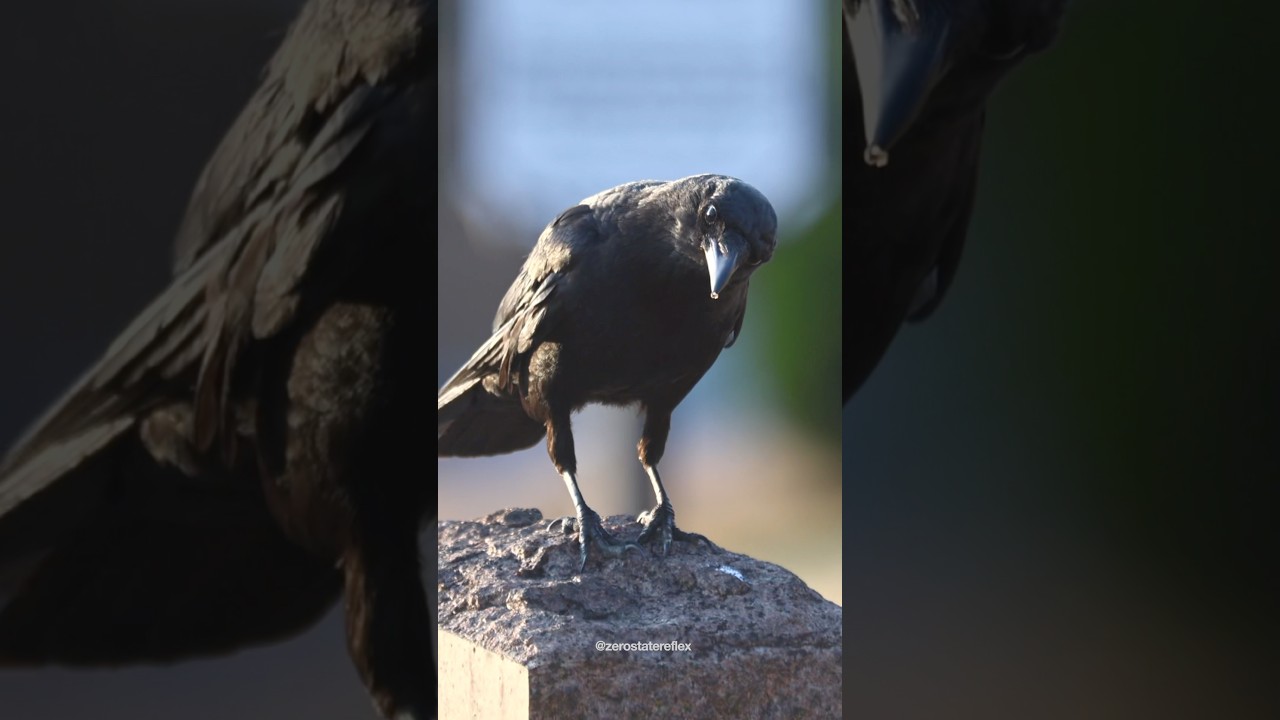 What’s The Crow Watching? 