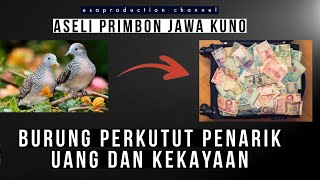 Burung Perkutut Penarik Uang dan Kekayaan