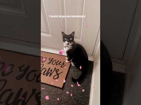 My baby boy sparky My baby boy sparky