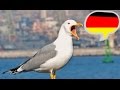 Учитесь понимать немецкий "на слух". Часть 5.