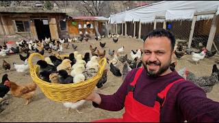 Sepet Dolusu Civciv Çıktı! 😍🐣 | Çatının Altında Yabani Tavuk Kuluçkada | Yumurta Toplama